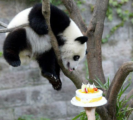 panda